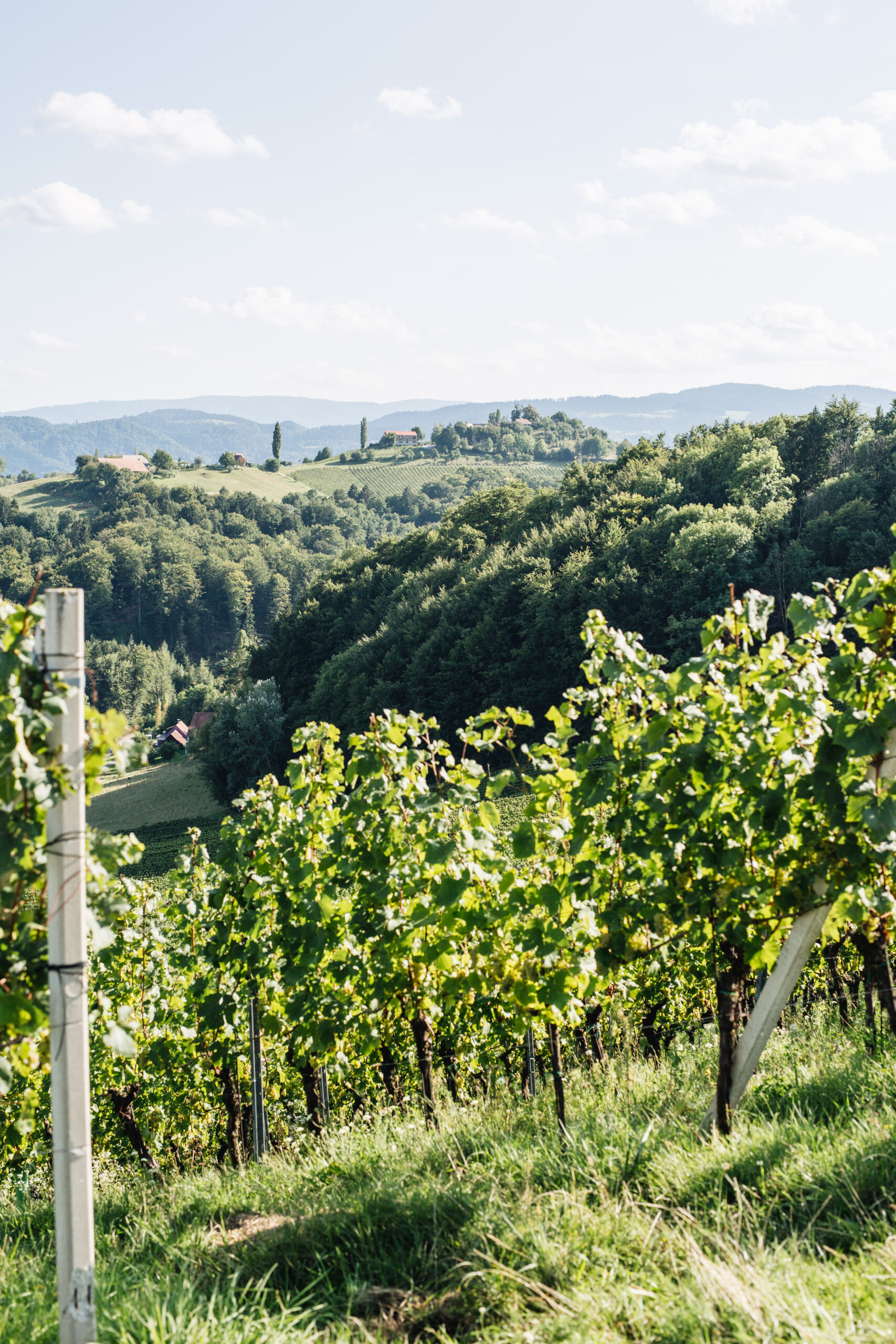 Weinberge