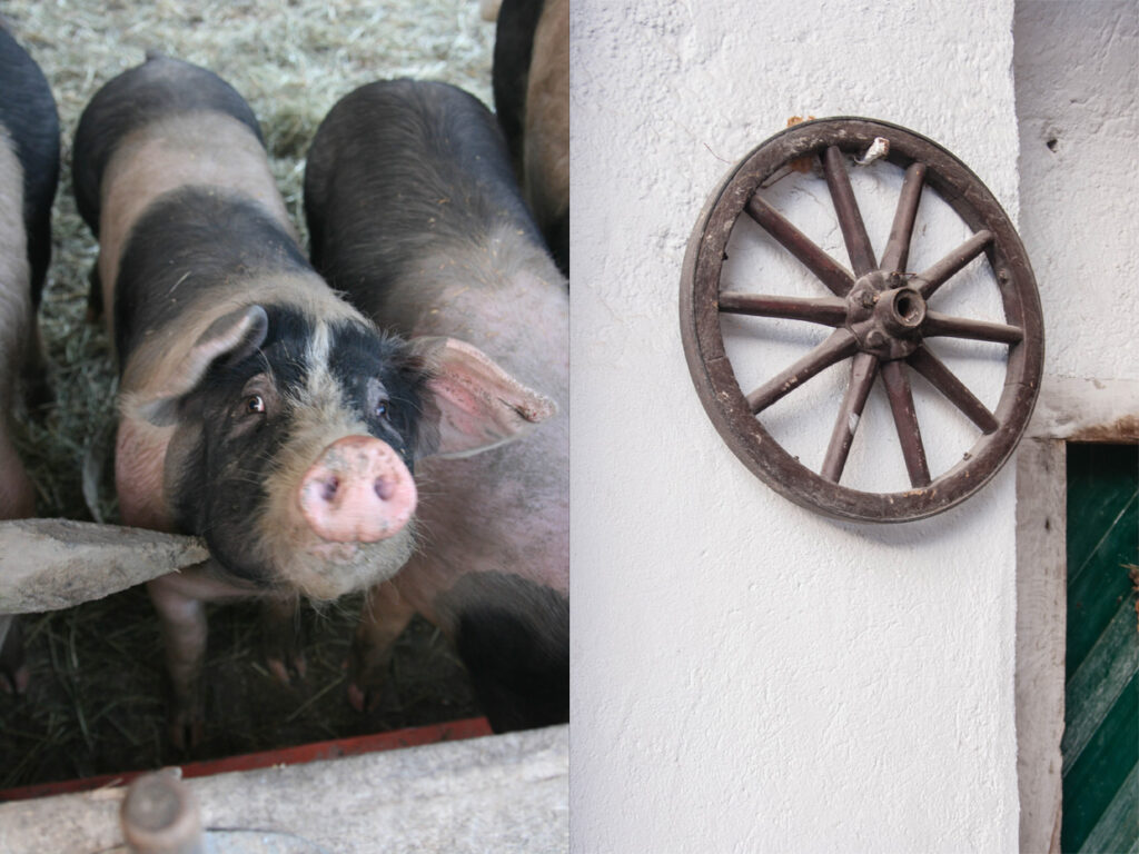 Schwein