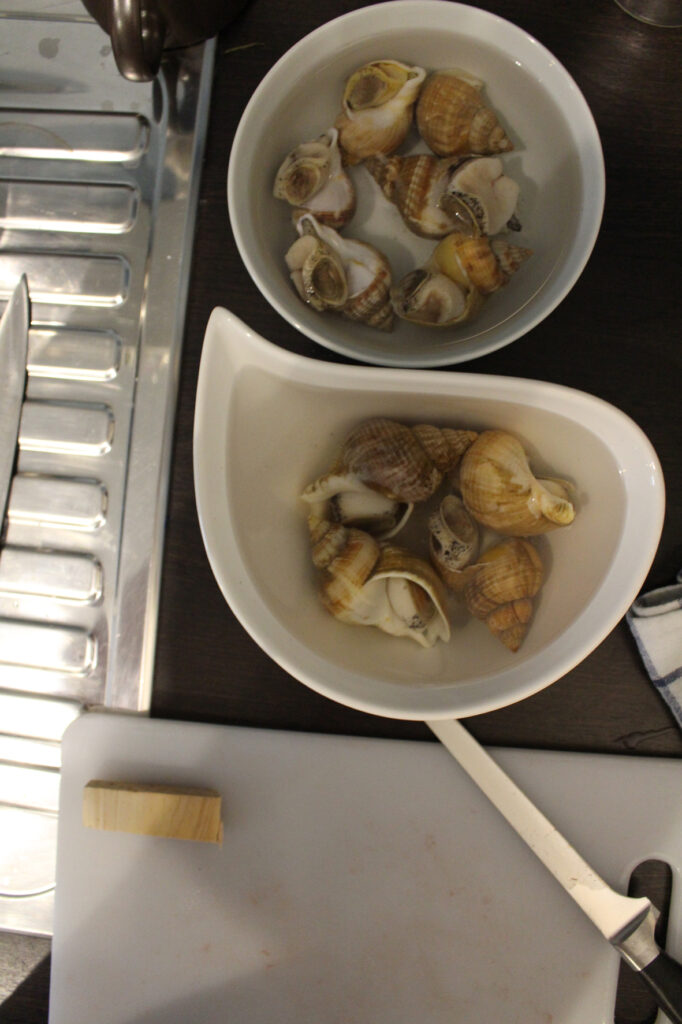 meeresschnecken